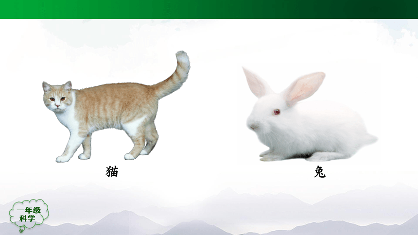2.5 猫和兔 课件（49张ppt）+5个内嵌视频