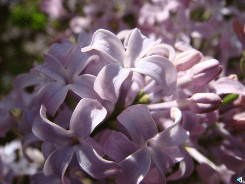 一株紫丁香