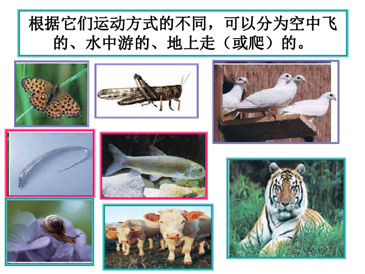 4种类繁多的动物 课件（19张PPT）