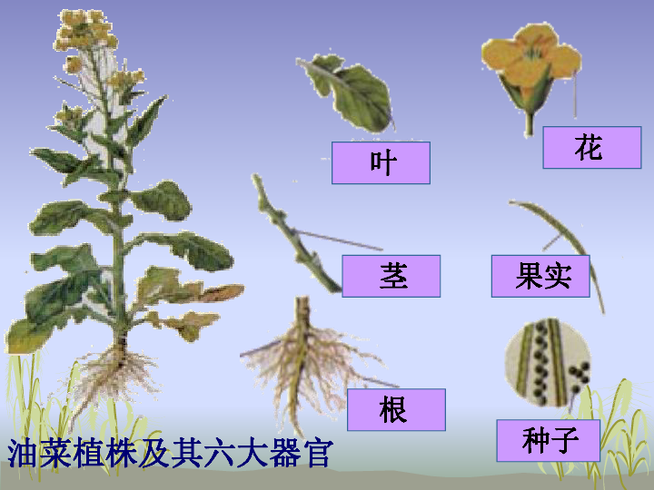 第三节 植物体的结构层次课件（28张PPT）