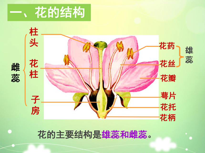 康乃馨花的解剖图图片