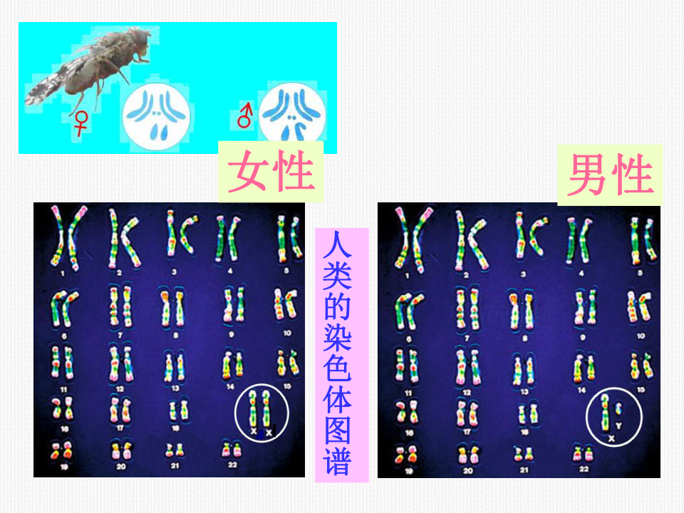 人教版高中生物必修二 2.3 伴性遗传（29张）