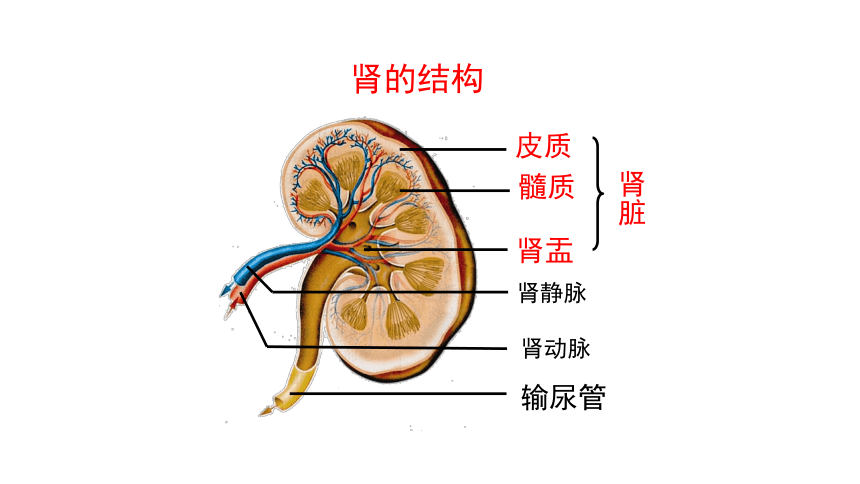 肾脏的内部结构图图片