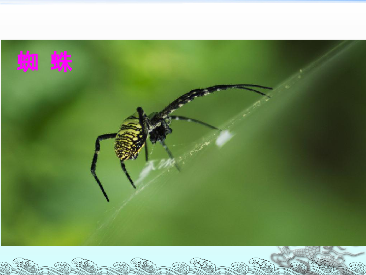 二年级语文下册课件：20蜘蛛开店 人教部编版(24张PPT）