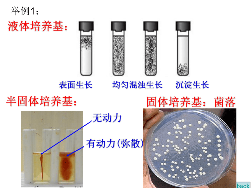 人教版选修1专题2课题1微生物的实验室培养（共72张PPT）