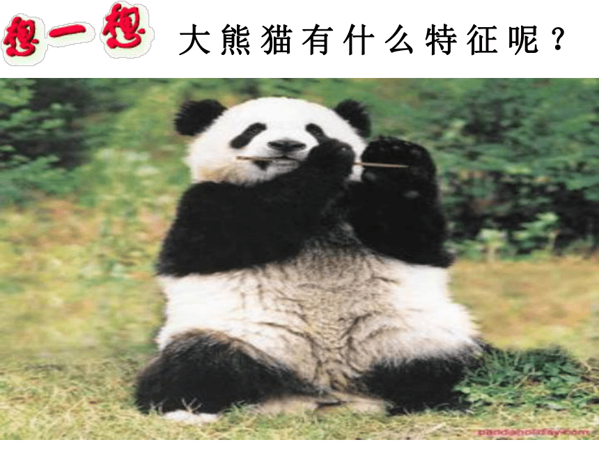 冀教版三年级上册信息技术 2.画大熊猫 课件（21ppt）