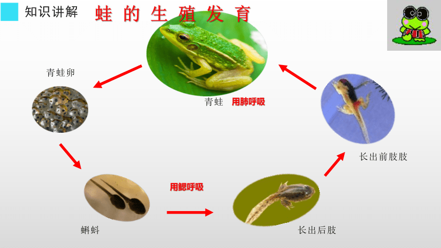 20202021学年下学期人教版八年级生物下册713两栖动物的生殖和发育