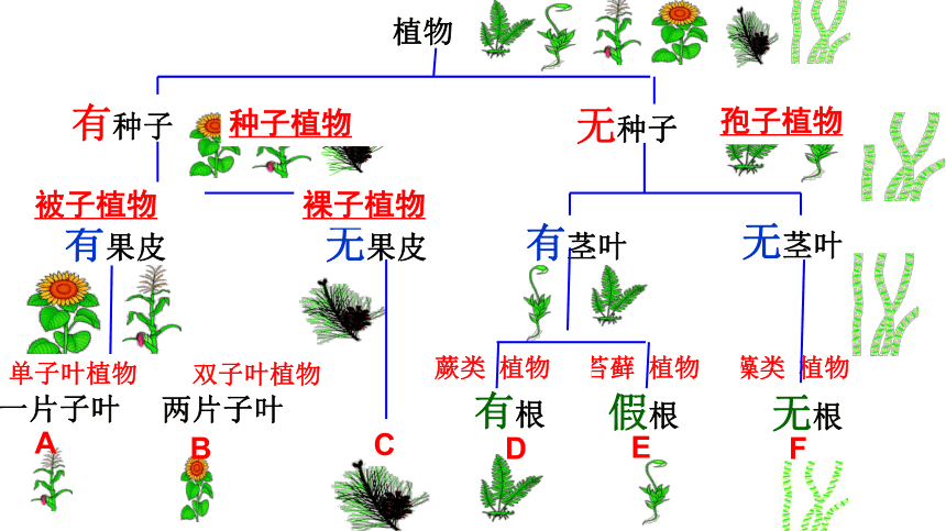 6.1.1尝试对生物进行分类 课件（27张PPT）