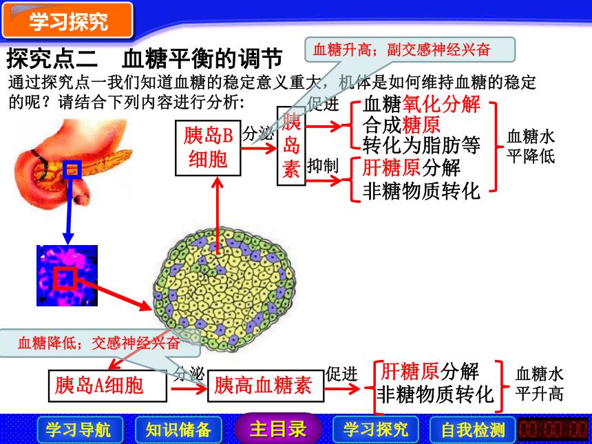 高中生物北师的版必修三第二章第1节人体的代谢与稳态之三 血糖的平衡