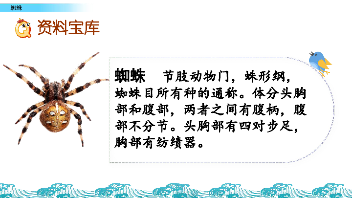 长春版六年级下册语文课件：3.2 蜘蛛（35张）