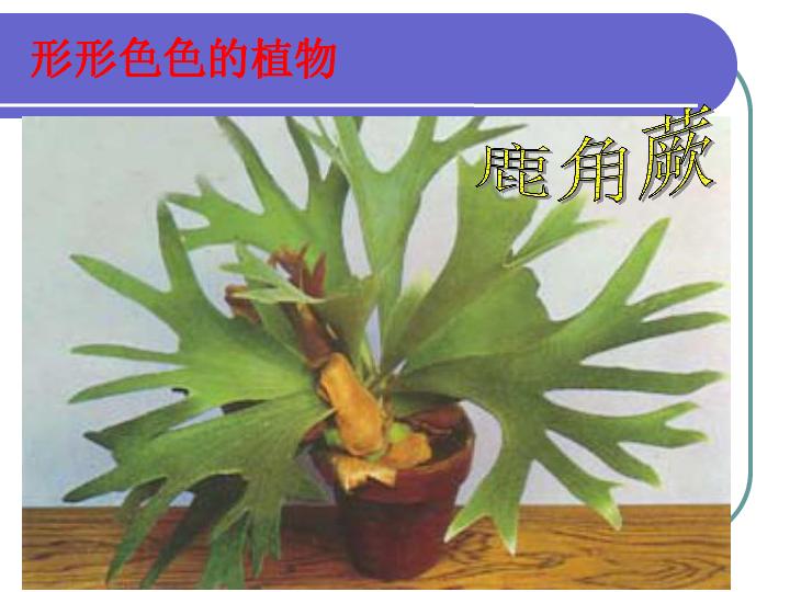 苏科版生物七年级下册5.11.1地面上的植物 课件(共43张PPT)