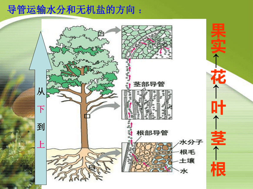 人教版七年级上册生物  3.3 绿色植物与生物圈的水循环 课件(23张PPT)