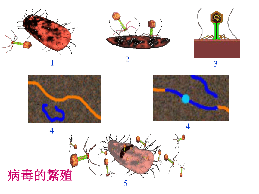 5.5《病毒》 课件     (共34张PPT)