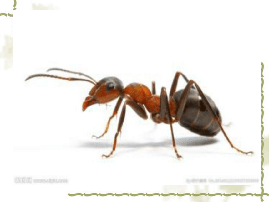 科学三年级上粤教粤科版1.3观察蚂蚁课件（29张）