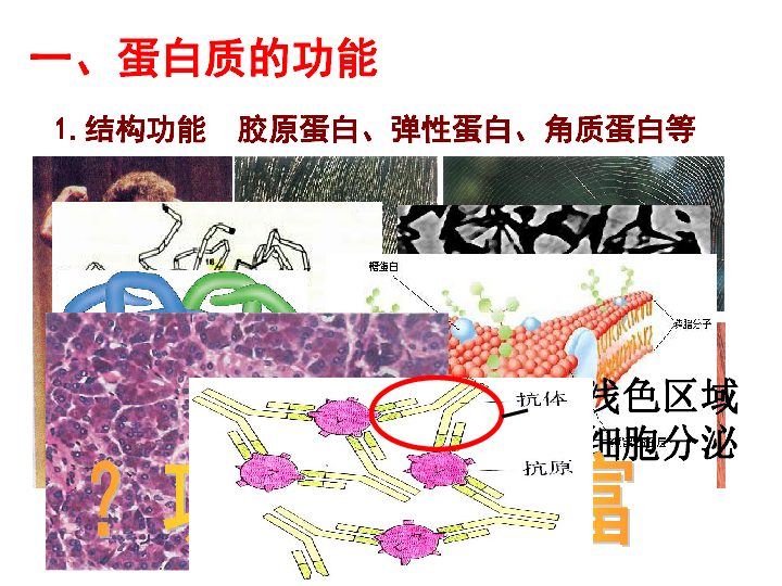 中图版高中生物必修一 2.1.1 蛋白质的结构与功能(共22张ppt)