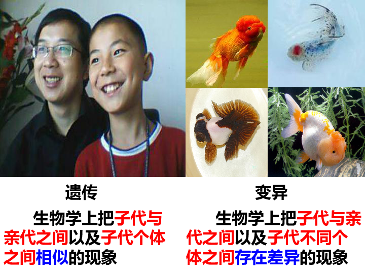 济南版八上第四章生物的遗传和变异总复习课件共20张ppt