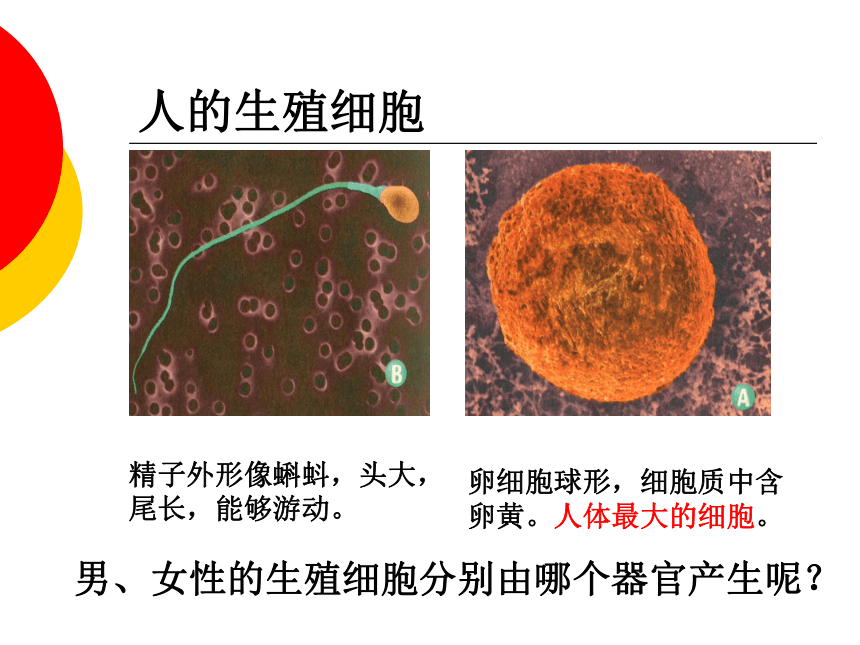 第一节 精卵结合孕育新的生命 课件 (2)（25PPT）