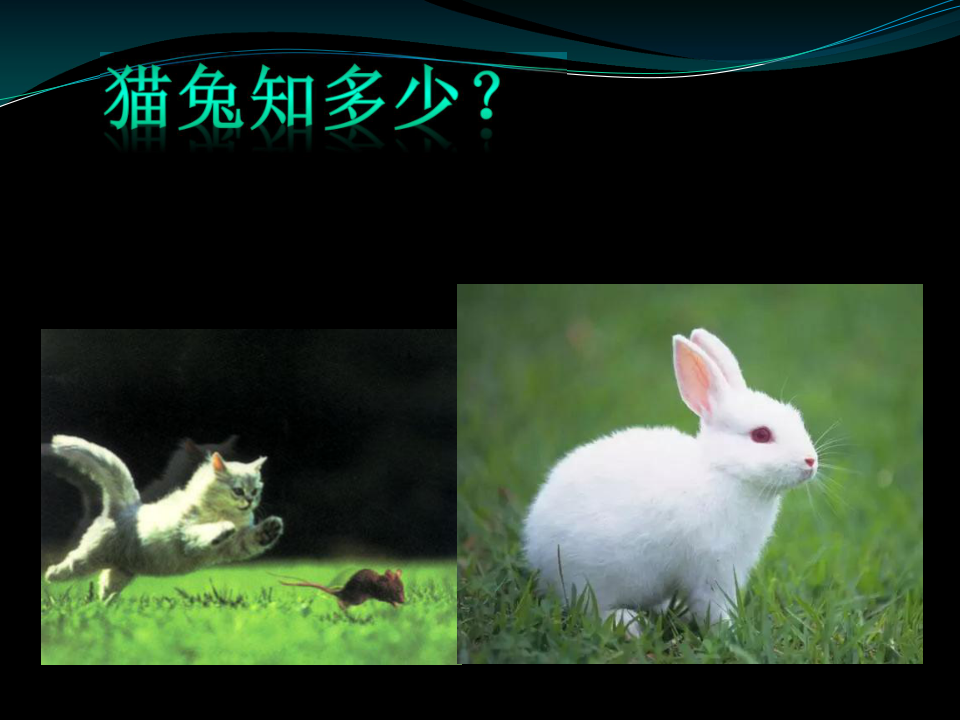 21猫和兔  课件（21张PPT）
