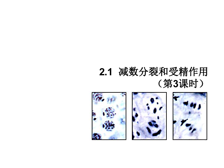 高中生物必修二课件：2.1-2减数分裂和受精作用 (共20张PPT)