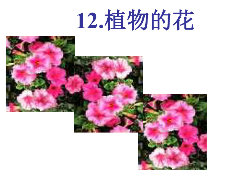 12植物的花 课件（19张PPT）