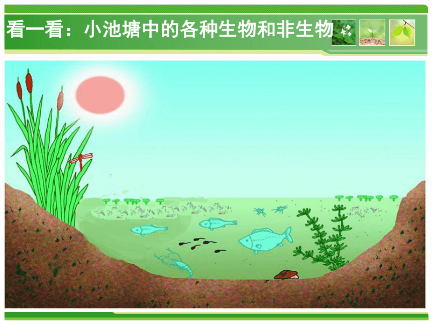 苏教版八年级生物上册 19.1 生态系统的组成课件 （共13张PPT）