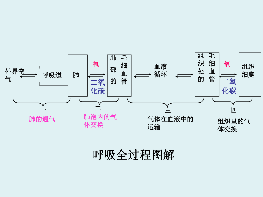 人教版七年级生物下册432发生在肺内的气体交换课件共21张ppt