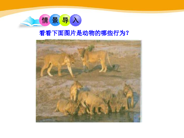 北师大版八年级上册生物  5.16.3动物行为的研究 课件 ( 20张PPT)