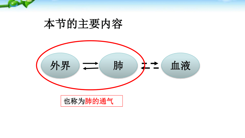 20202021學年人教版生物七年級下冊432發生在肺內的氣體交換課件