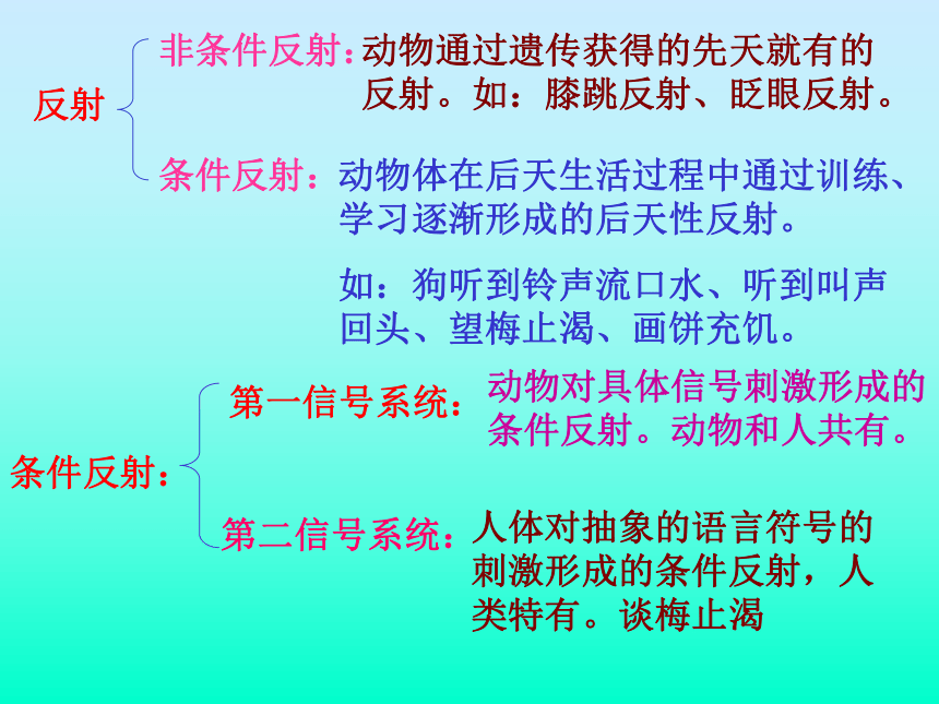 《人体的神经调节》教学课件1