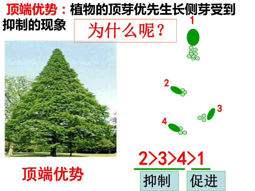 2021—2022学年高二上学期 生物人教版 必修3  3.2 生长素的生理作用 课件（30张ppt）