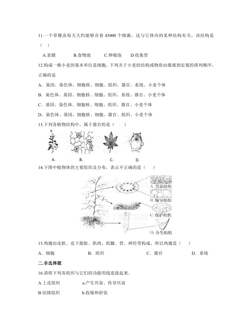 细胞怎样构成生物体测试题（无答案）