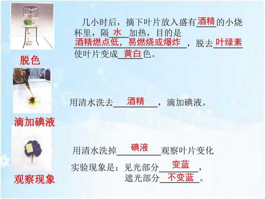 2021年中考专题复习济南版：绿色植物的光合作用与呼吸作用 课件（42张PPT）