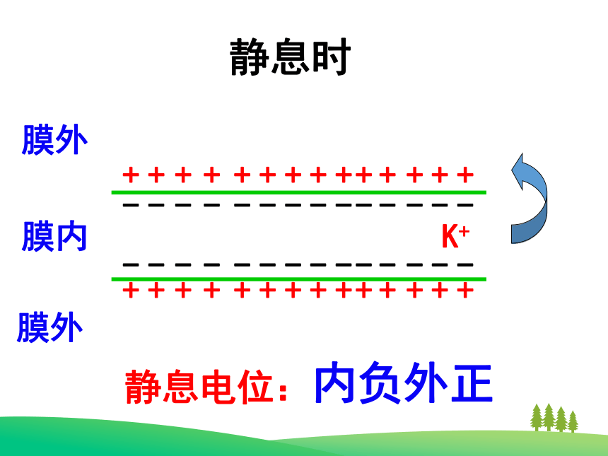 高中生物人教版必修3 第二章第1节通过神经系统的调节 课件（28PPT）