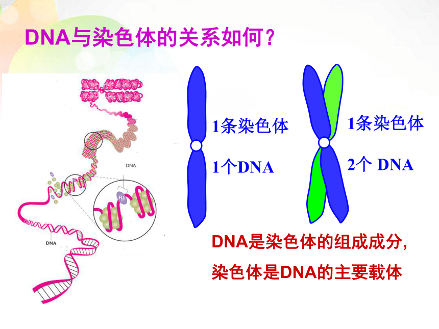 3.4 基因是有遗传效应的DNA片段（共18张PPT）