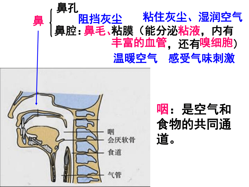 5.2人的呼吸（两课时）