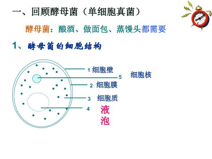 苏科版七下生物  13.2 土壤里的微生物 课件（21张PPT）