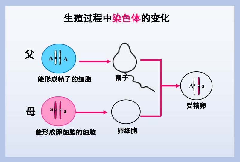 人教版八下第二章第三节基因的显性和隐性 课件（26张ppt）