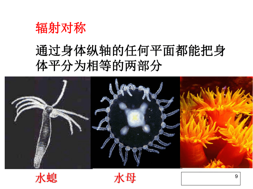 5-1-1 腔肠动物和扁形动物 课件（共46张PPT）