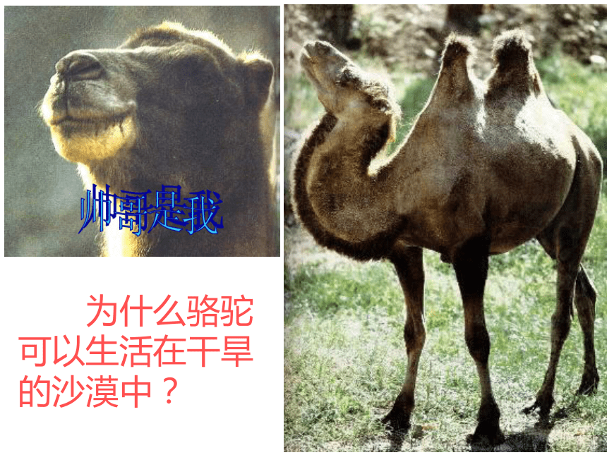动物和环境(山西省太原市)