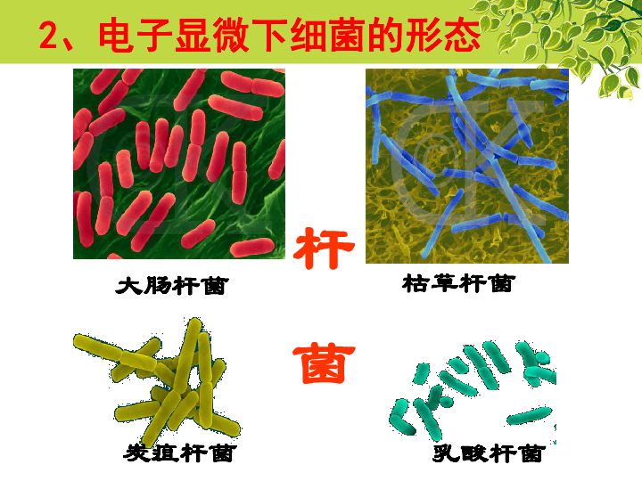 冀教版八上生物 5.1.1细菌 课件  (26张PPT)