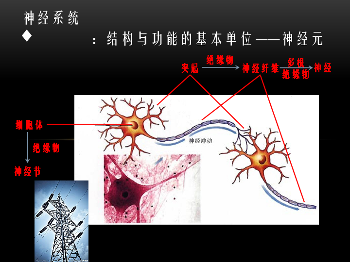 上海版八年级上册生物  2.1.1神经系统的组成（1）脑 课件  (17张PPT)