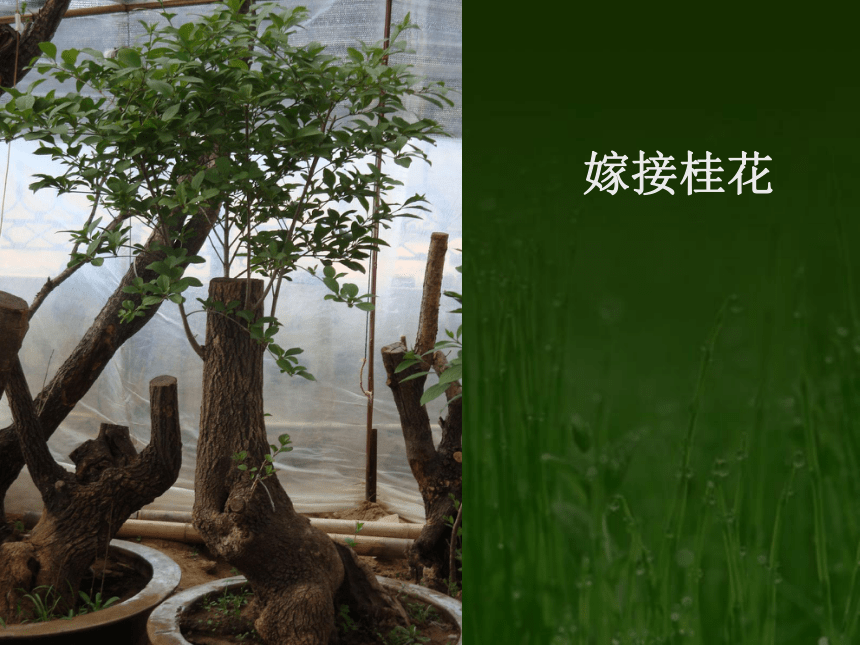 第3节 植物的营养繁殖