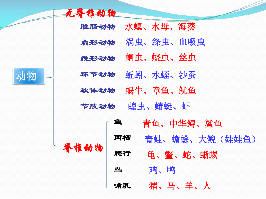 鱼类思维导图八上图片