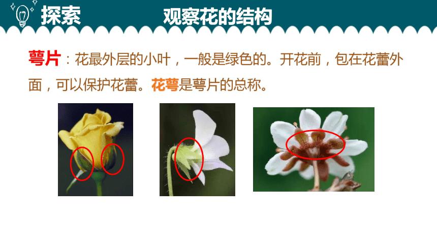 凤仙花的种子结构图片