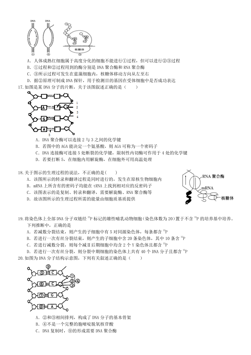 （衡水万卷）2016届高三生物二轮复习高考作业卷（含答案解析）作业（十七）DNA是主要的遗传物质  DNA分子结构