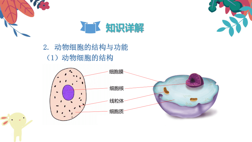动物细胞模式图初中图片