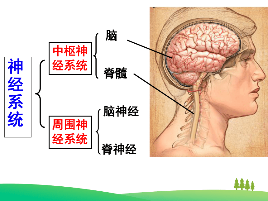 高中生物人教版必修3 第二章第1节通过神经系统的调节 课件（28PPT）