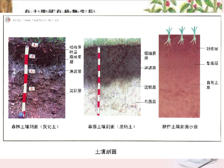 1.3肥沃的土壤 课件(20张PPT)