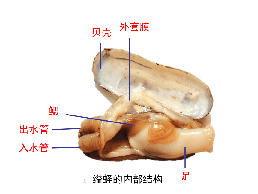 河蚌的结构图示意图图片