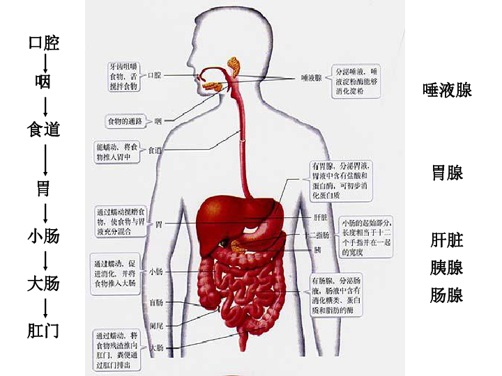 消化腺包括哪五个图片